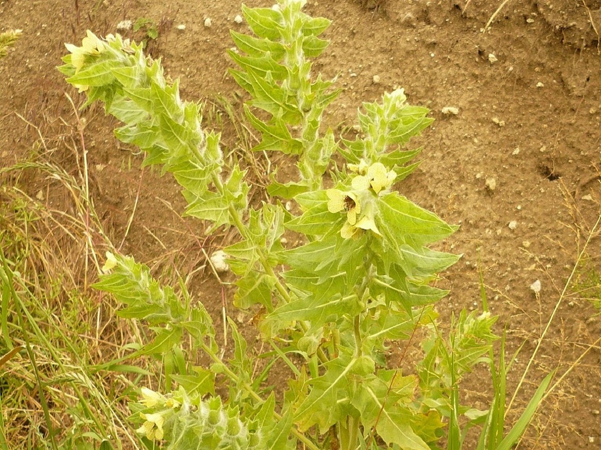 Hyoscyamus niger (Solanaceae)